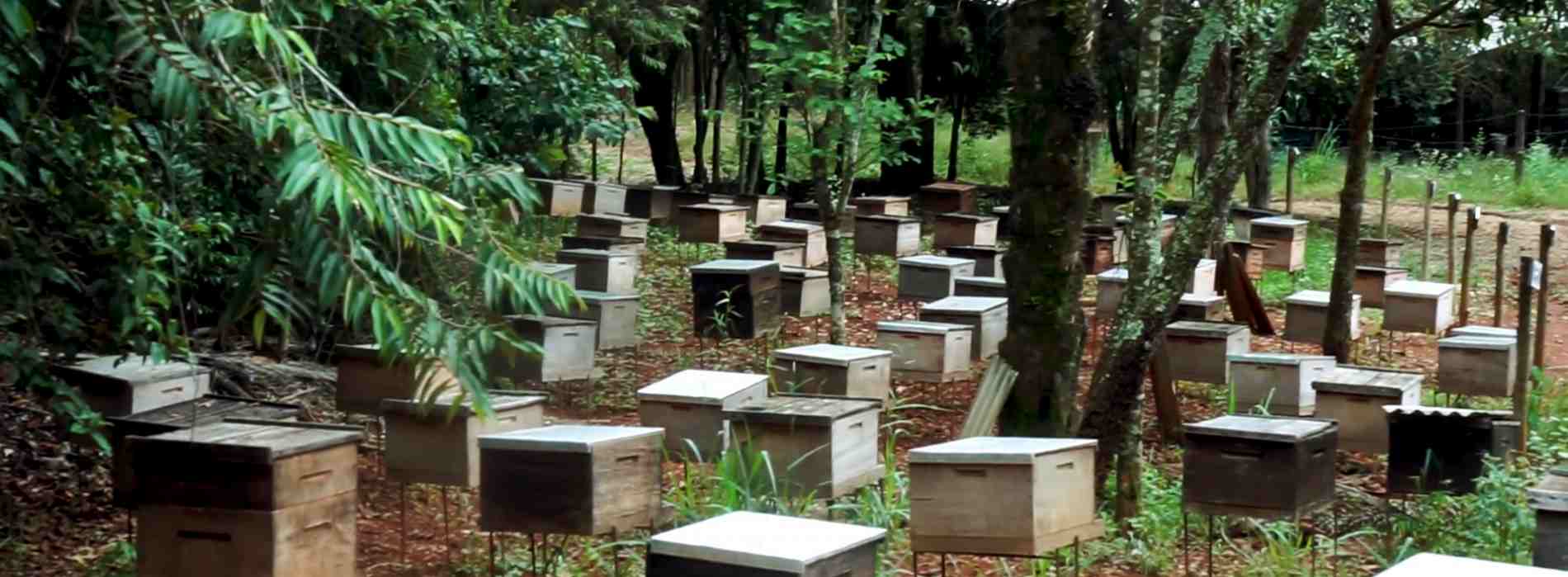 養蜂場の蜂巣箱